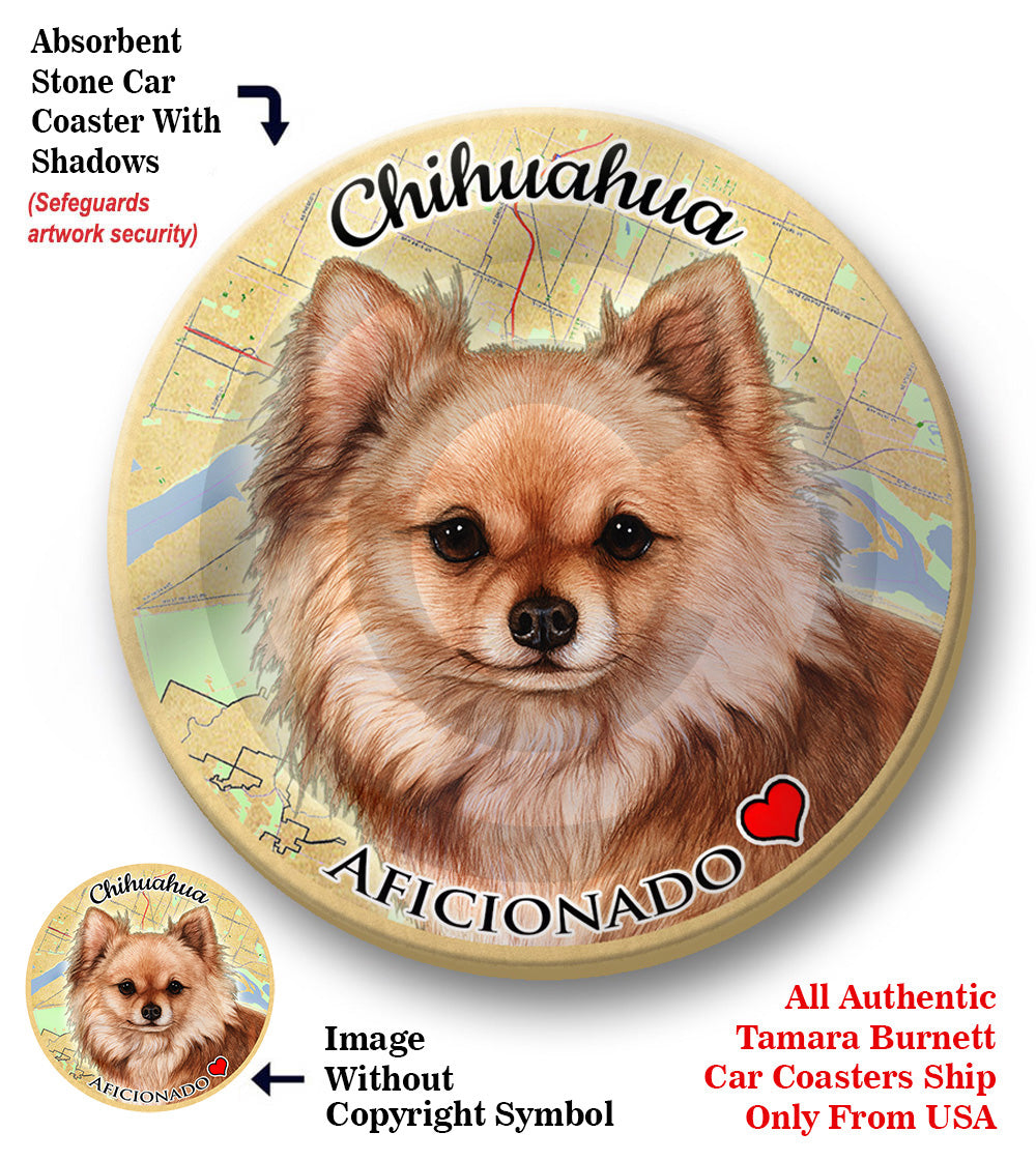 photo of Chihuahua