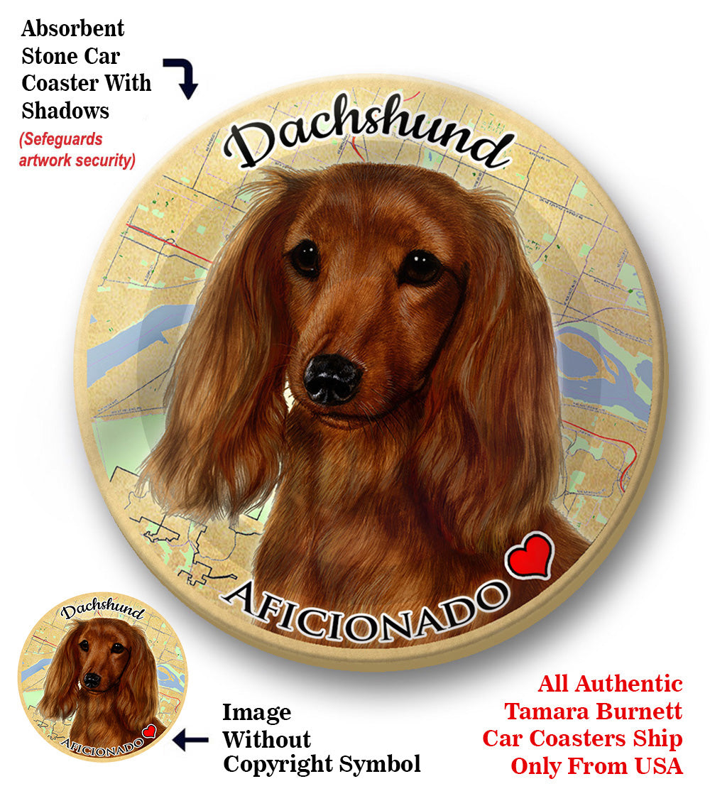 photo of Dachshund