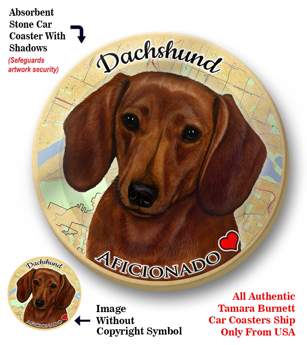 photo of Dachshund