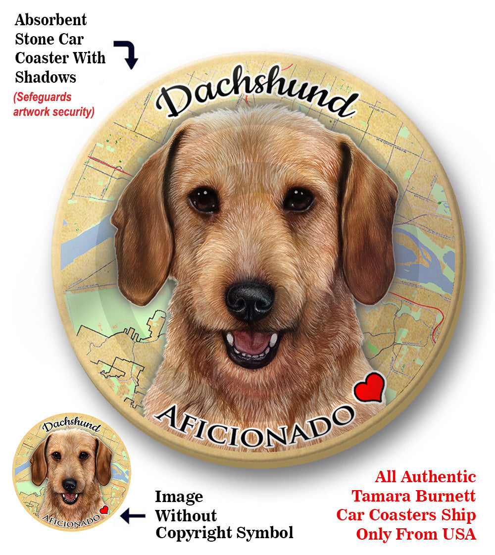 photo of Dachshund