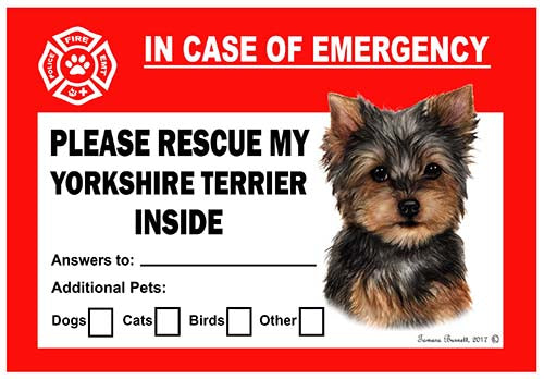 Yorkshire Terrier Emergency Cling