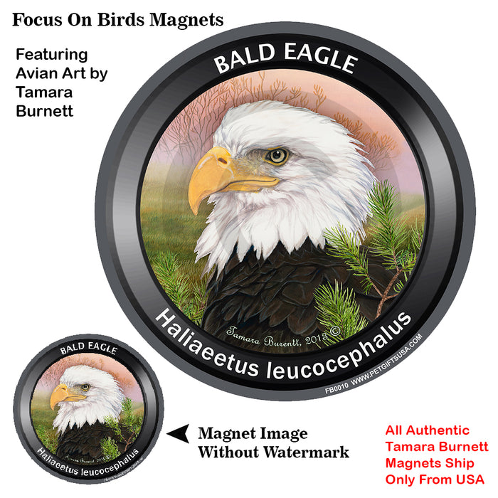 Eagle Bird Watcher Magnets