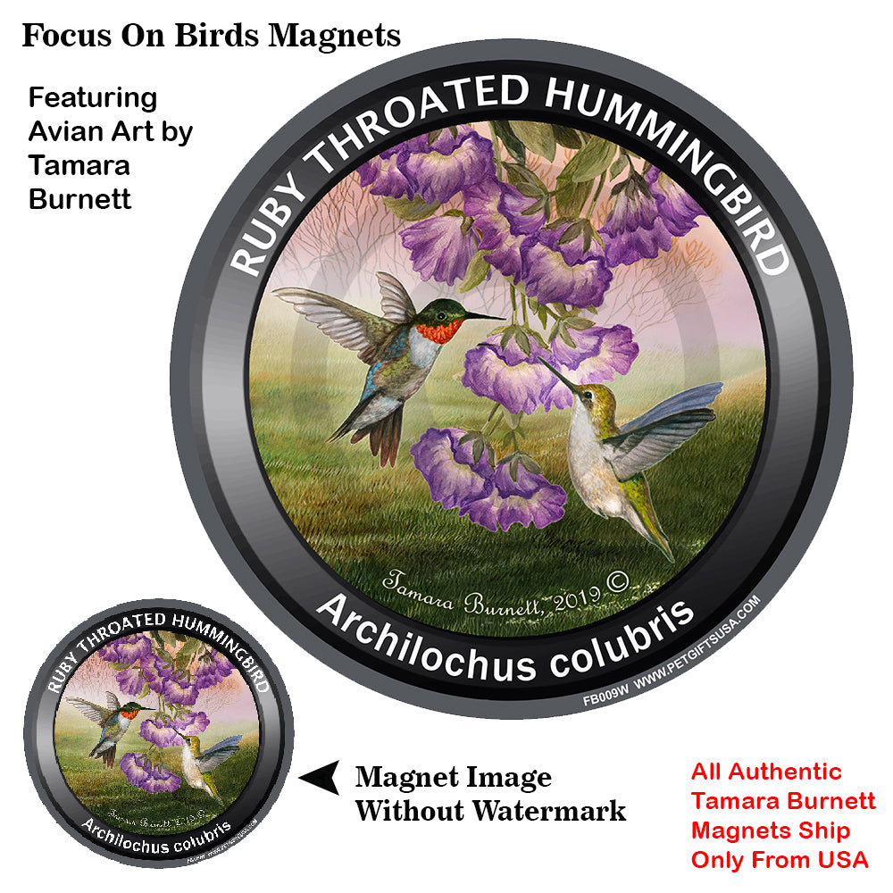 Ruby-throated Hummingbird Bird Watcher Magnets