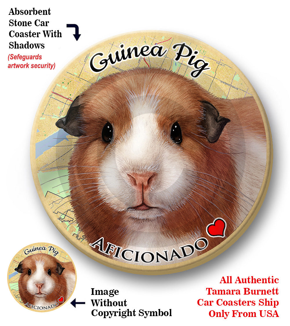 photo of American Guinea Pig