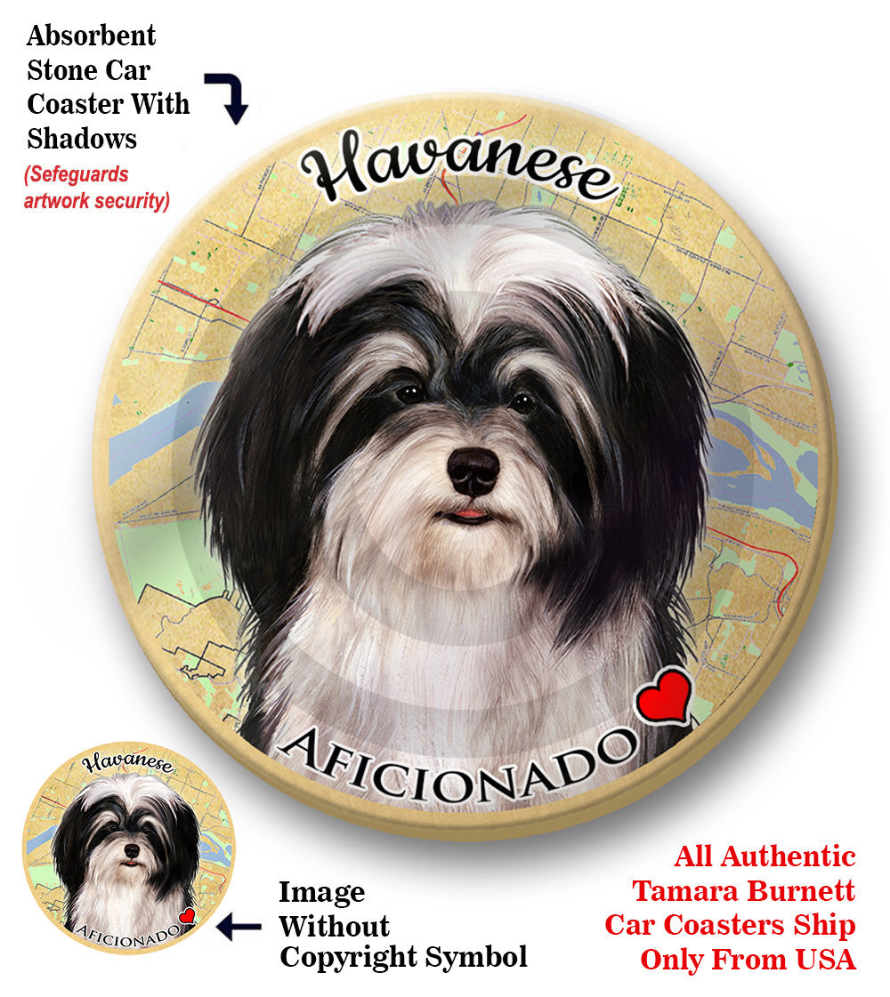 photo of Havanese