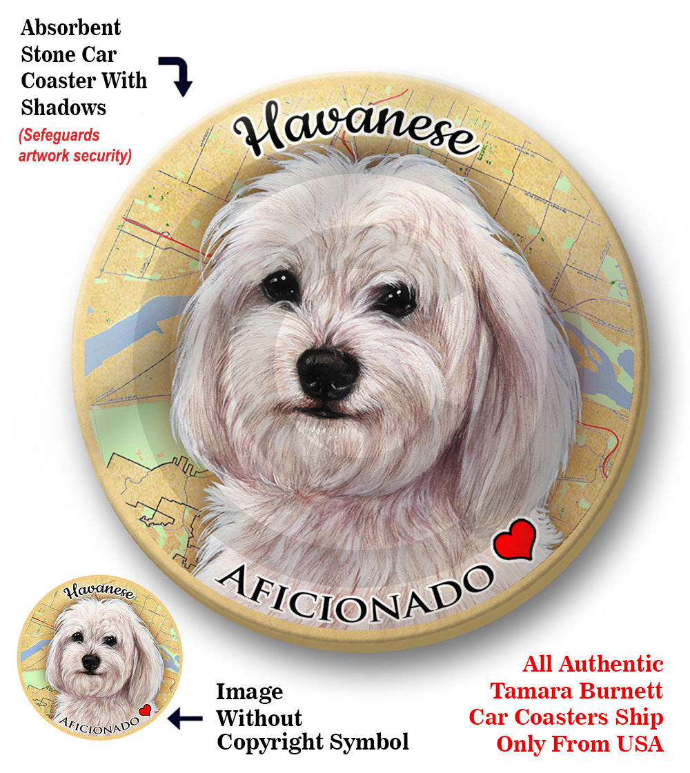 photo of Havanese