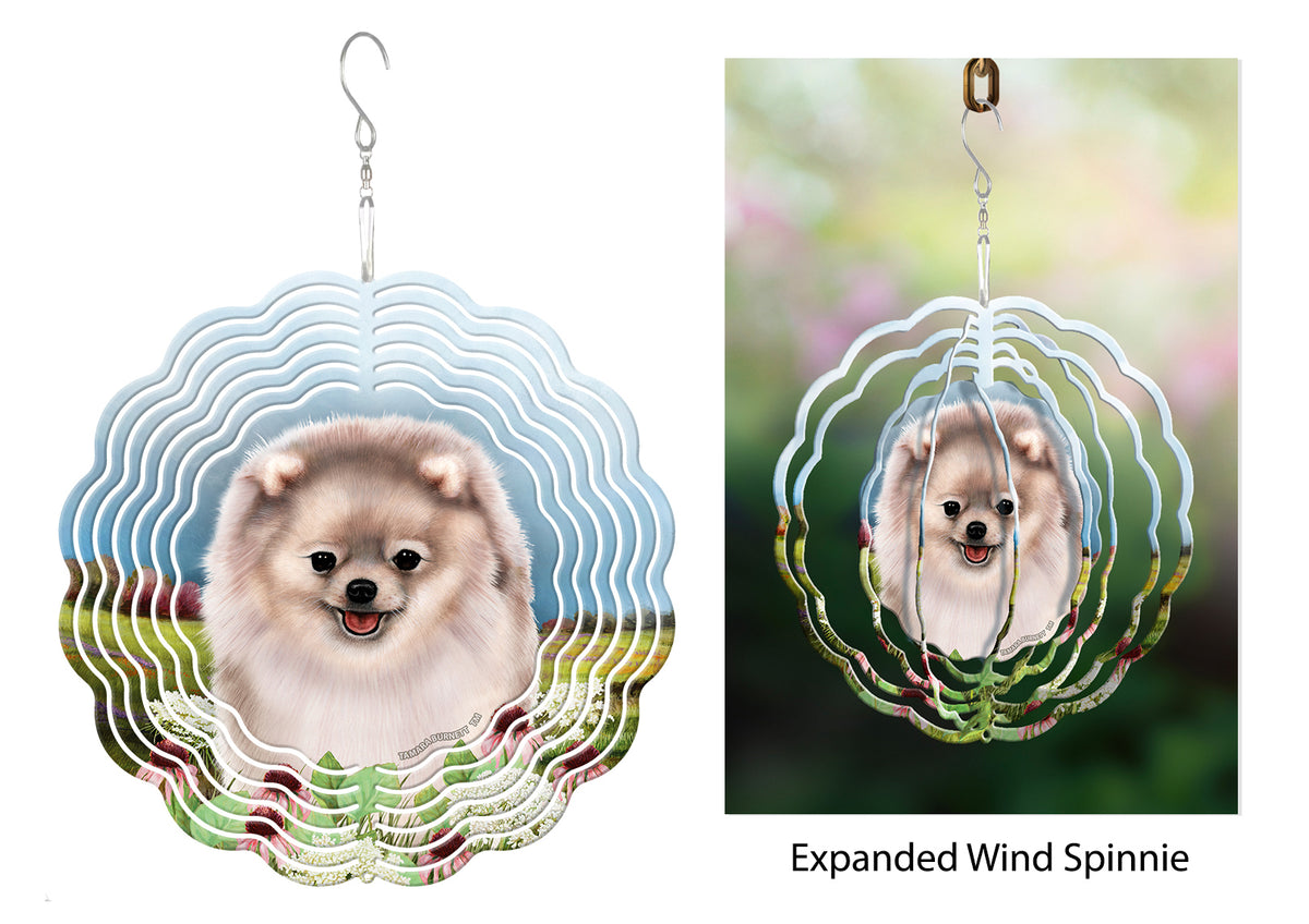 Pomeranian Cream Sable Aka Silver Wind Spinner