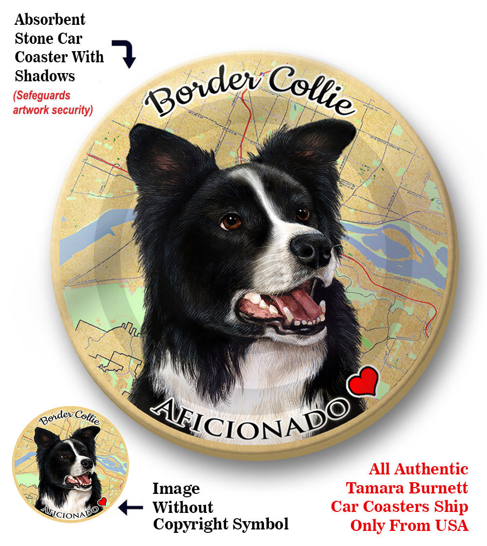 photo of Border Collie