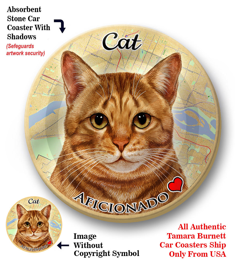photo of Tabby Cat