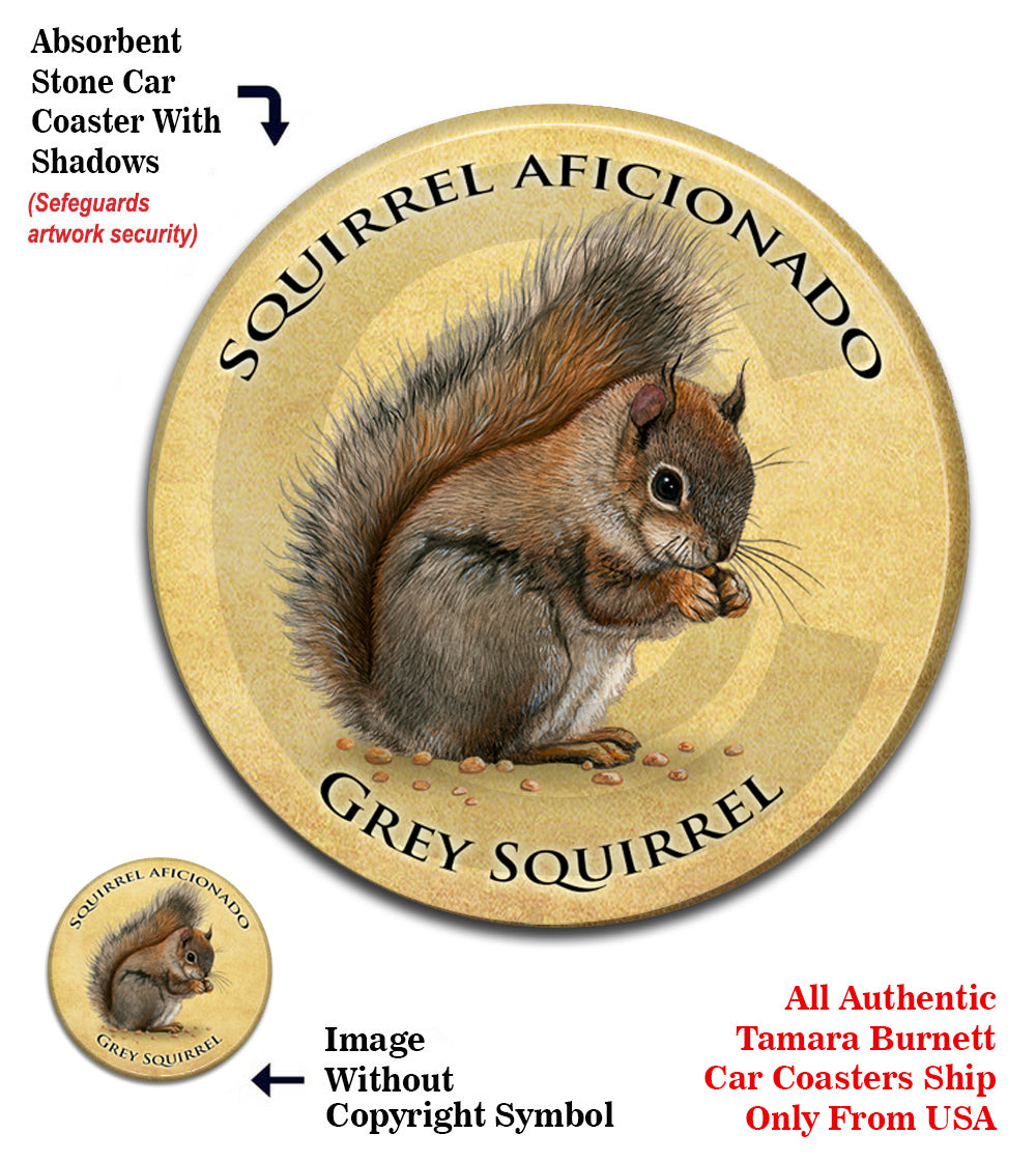 photo of Squirrel (Grey)