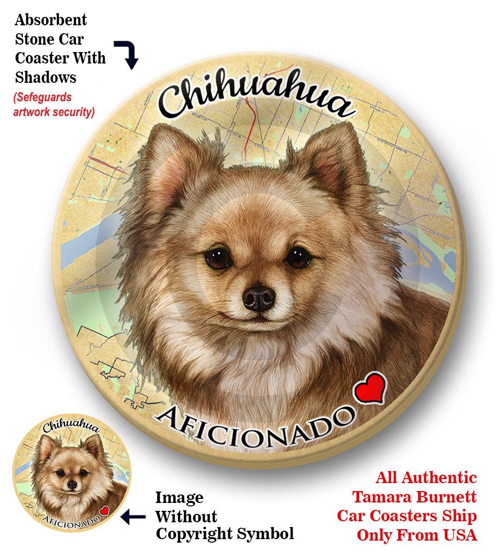 photo of Chihuahua