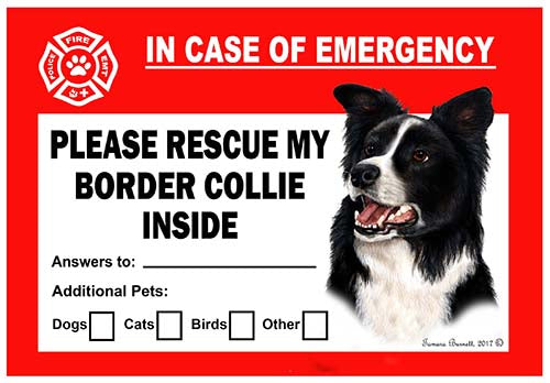 Border Collie Emergency Cling