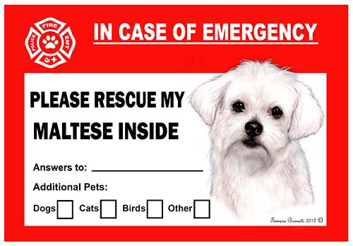 Maltese Emergency Cling