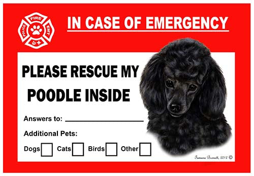 Poodle Emergency Cling
