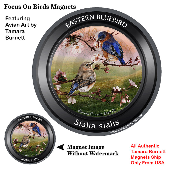 Eastern Bluebird Bird Watcher Magnets