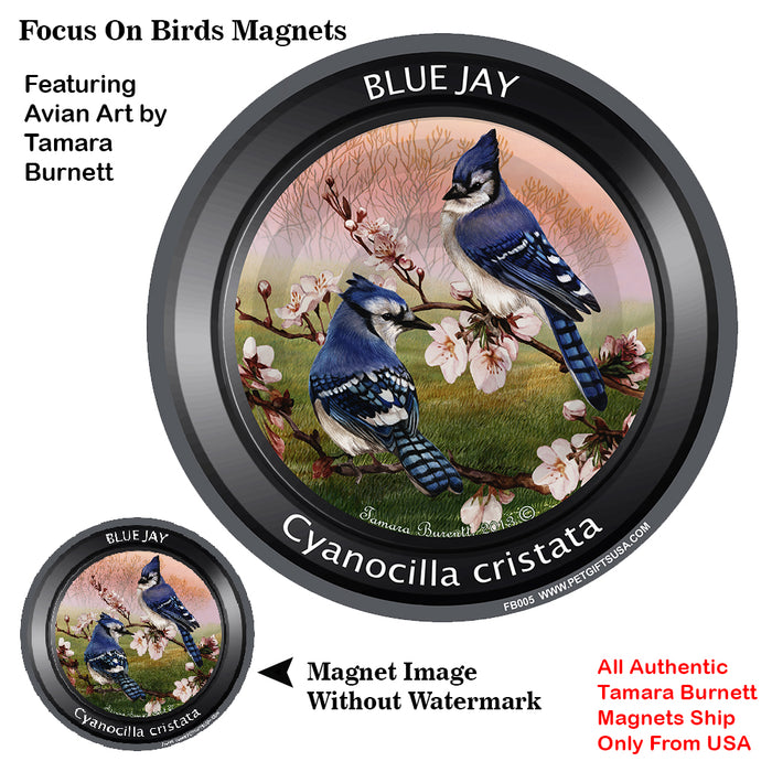 Eastern Blue Jay Bird Watcher Magnets