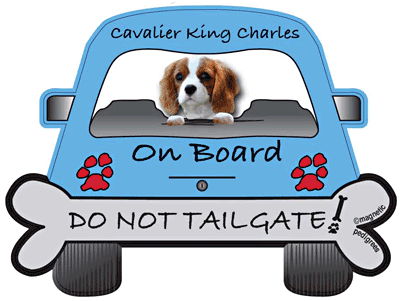 Cavalier King Charles Do Not Tailgate Magnets